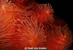 Feather duster worms by Peet Van Eeden 